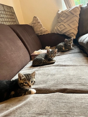 katzenbabays