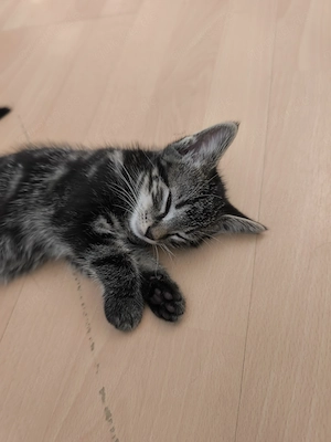 3 wunderschöne verspielte Kitten aus Platzgründen abzugeben. Bild 2