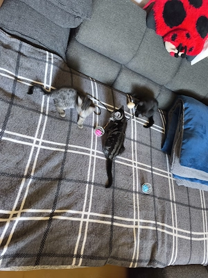 3 wunderschöne verspielte Kitten aus Platzgründen abzugeben. Bild 3