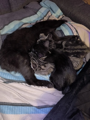 3 wunderschöne verspielte Kitten aus Platzgründen abzugeben. Bild 1