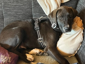 Der verschmuste Labrador Staffordshire Welpe sucht ein Zuhause! 