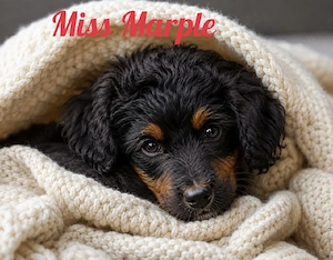 Mini Aussiedoodle Welpen mit Ahnentafel dürfen Ausziehen, Zwergpudel und Mini Australian Shepherd 