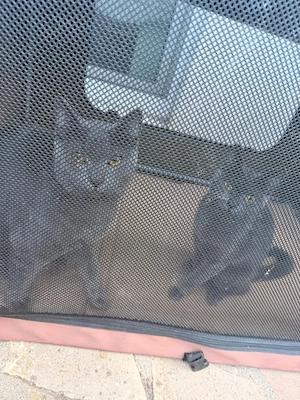 Katzengeschwister Abzugeben