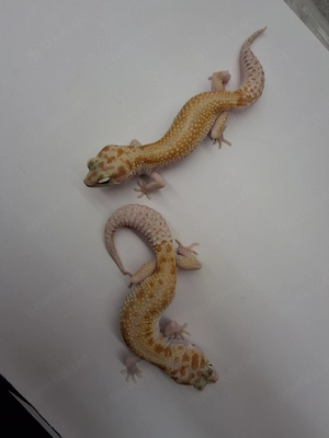 2 Leopardgecko Weibchen