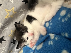 Kitten Kater schwarz weiß