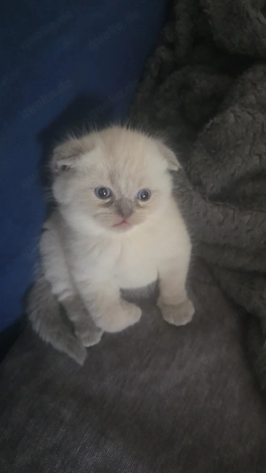    Süße Britisch Kurzhaar Kitten suchen ein Zuhause