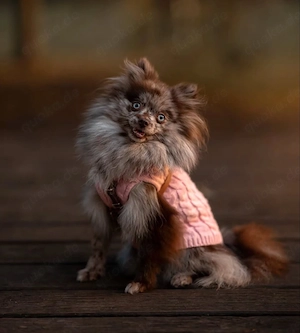 Pomeranian Mädchen in Schoko Merle