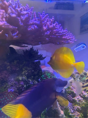 Komplette Meerwasser Aquarium Besatzung abzugeben   Fische & Korallen im Paket