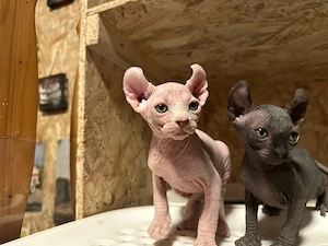 Canadian Sphynx Kitten männlich mit Tasthaaren.