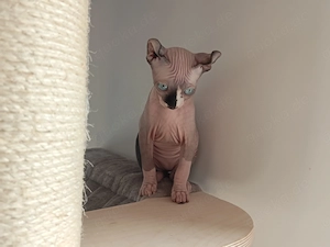 Canadian Sphynx Sphinx Katze Weibchen 