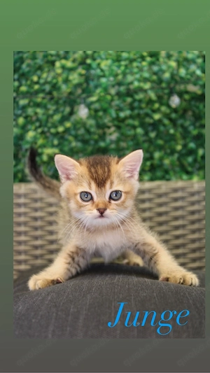 Liebevolle katzen suchen ein zuhause 