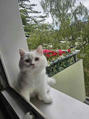 Britisch kurzhaare katze