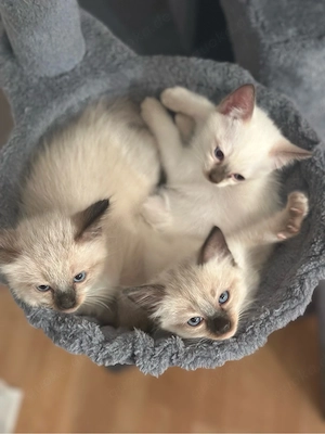 siam kitten 