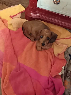 Maya und Momo suchen ab 04.09.