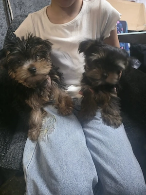 Zwei Yorkshire terrier Welpen Rüde 13 Wochen alt