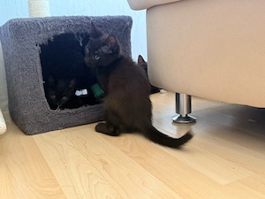 Norwegische Waldkatze Mix 