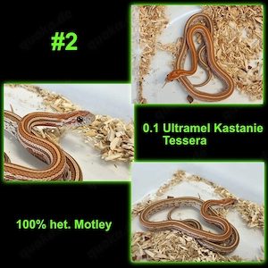 CB 26 Kornnatter - Ultramel Kastanie Tessera het. Motley - Hamm Sept.+Dez. möglich