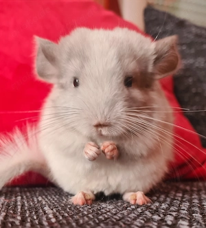 Chinchilla Babys in Rpat (2 Männchen)