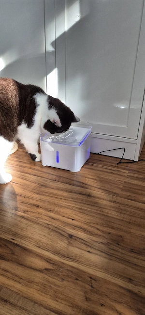 BKH Britisch Kurzhaar Kater Bild 5