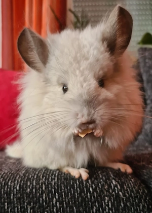 Chinchillas in Rpat Rpa (Mama und Baby-Mädchen)