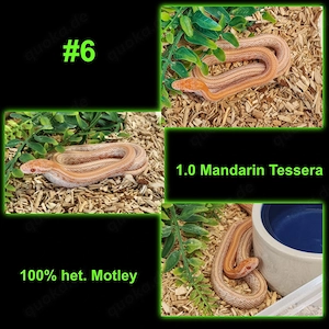  CB 26 Kornnatter - Mandarin Tessera het. Motley - Hamm Sept.+Dez. möglich 