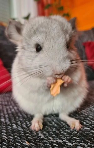 Chinchillas in Rpat Rpa (Mama und Baby-Mädchen)