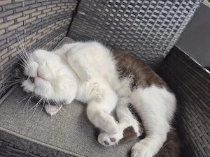 BKH Britisch Kurzhaar Kater Bild 4