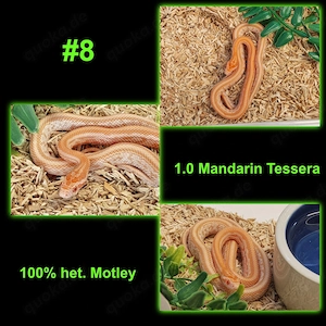CB 26 Kornnatter - Mandarin Tessera het. Motley - Hamm Sept.+Dez. möglich 