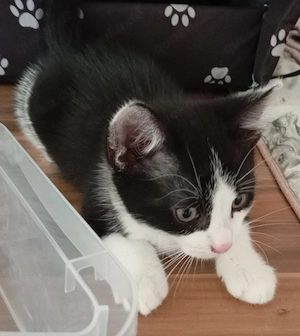Katzen in liebevolle Hände abzugeben 