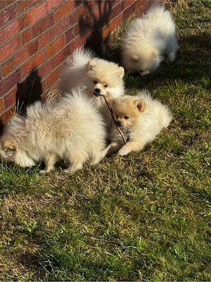 Pomeranian Zwergspitz Welpen(4 Rüden) nur 1750 bis 25.08.