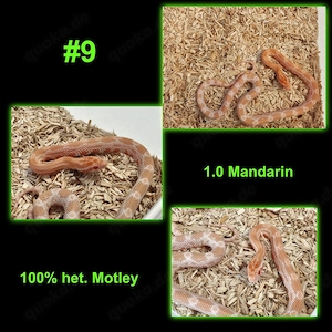 CB 26 Kornnatter - Mandarin het. Motley - Hamm Sept.+Dez. möglich 