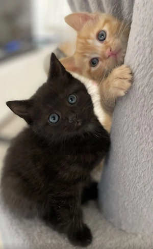 Kittenbande sucht liebevolles Zuhause  