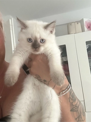 britisch Kurzhaar Katzen