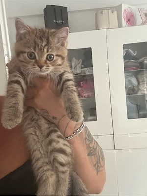 britisch Kurzhaar Katzen