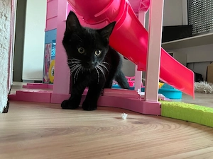 Kätzchen sucht zuhause 