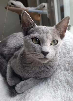 russisch blau Mädchen kitten