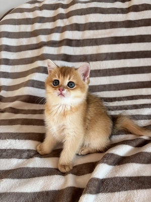 BKH Reinrassige Kitten Golden Chinchilla
