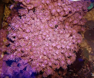 Korallenableger- Rarität Goniopora pandoraensis