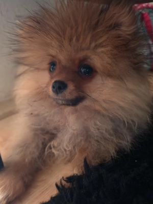 Hallo werkaufen pomeranien Boo mini