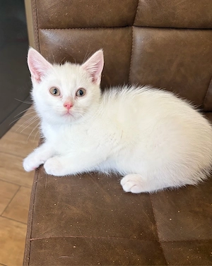 Bkh Kater abgabebereit