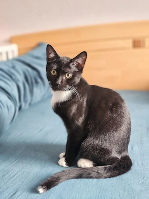 Süsse Kitte suchen liebevolles Zuhause