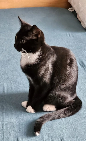 Süsse Kitte suchen liebevolles Zuhause
