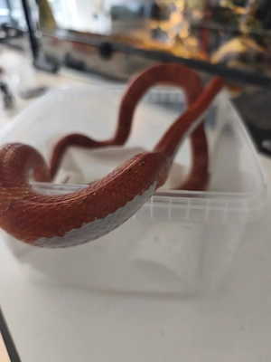1.1 Hypo Bloodred Pied 1.1 Bloodred Pied NZ 23 Kornnattern- Abgabe zusammen- Bild 4