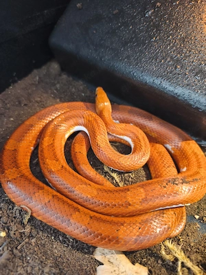 1.1 Hypo Bloodred Pied 1.1 Bloodred Pied NZ 23 Kornnattern- Abgabe zusammen- Bild 5