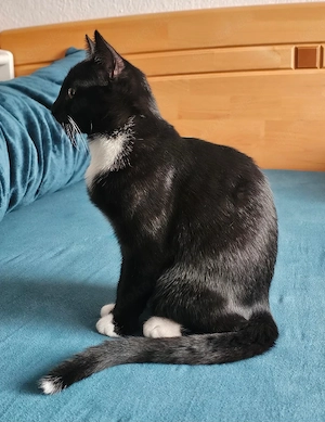 Süsse Kitte suchen liebevolles Zuhause Bild 4