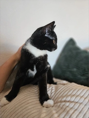 Süsse Kitte suchen liebevolles Zuhause