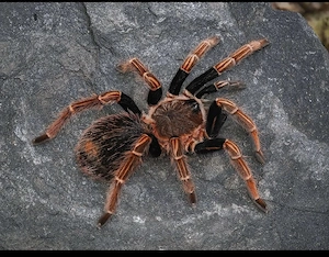  vogelspinne sericopelma sp.Santa Catalina 