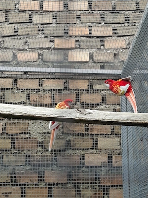rosella rubino