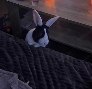 Kaninchen zu verschenken