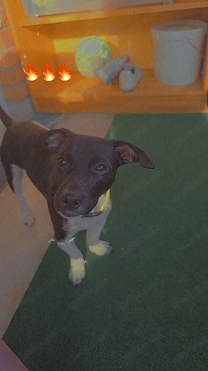 Jack-Russell-Rüde 